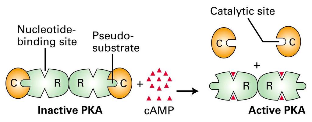 Protein Kinase A is a major mediator of cellular responses to camp Protein Kinase A (PKA) alias camp-dependent protein kinase inactive tetramer of regulatory and catalytic subunits (R 2 C 2 )