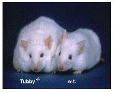 Example: Activation of Tubby by PLCb Tubby: putative transcription factor linked to obesity activity regulated
