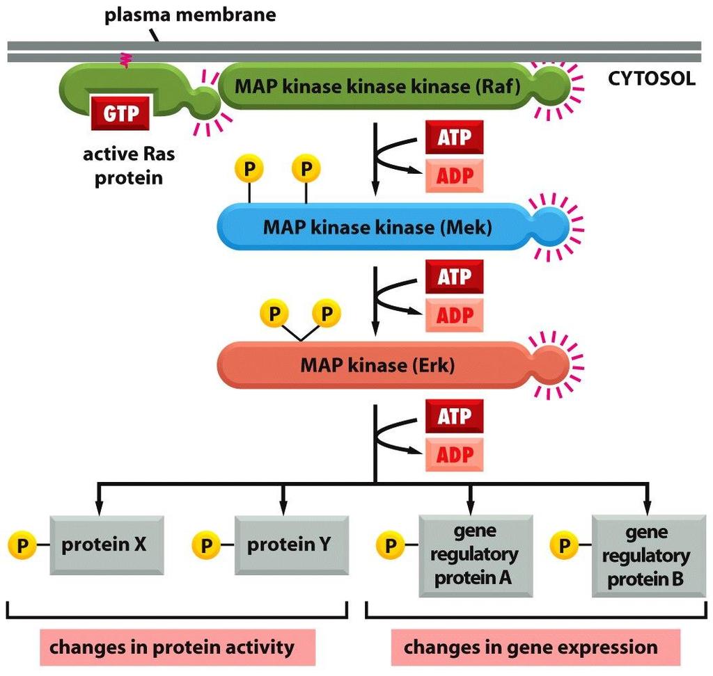 Ras-GTP activates the MAP kinase cascade The MAP kinase module includes three protein kinases Raf: Ser/Thr kinase MEK: