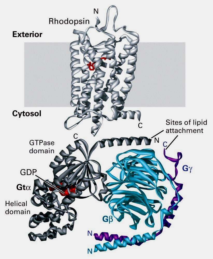 Desensitization by receptor phosphorylation Phosphorylation of Ser and Thr residues at the cytosolic face of GPCRs reduces affinity for heterotrimeric G proteins.