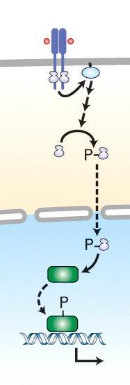 Downregulation of RTK signaling Phosphatases dephosphorylate RTKs, all factors along the MAPK cascade, and