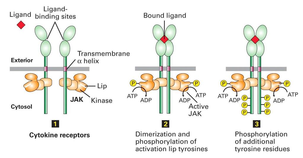 Ligand binding induces dimerization Ligand either causes dimerization of cytokine receptors or