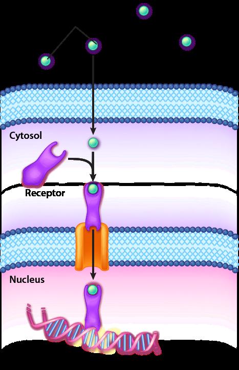 Receptor Binding Outside of Cell