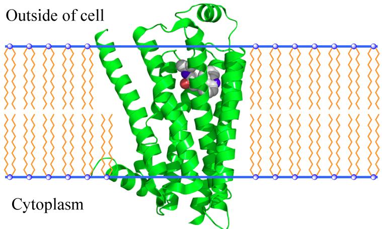 Membrane-bound Receptors