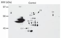 In addition, Western blotting was performed using anti-dnp antibodies, and the carbonylated proteins were detected (Fig. 9.1.4 (A)).