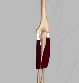 Wrist extensors These muscles of the forearm attach to the lateral epicondyle enabling extension of the hand and wrist. (Refer fig.