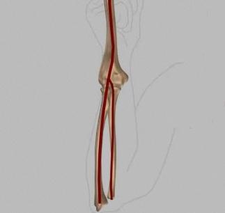 These branches are Radial Artery: The radial artery is the largest artery supplying the hand and wrist area.