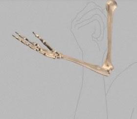 Biomechanics Flexion Bending the elbow (bringing the forearm towards the upper arm) occurs at the ulnohumeral and