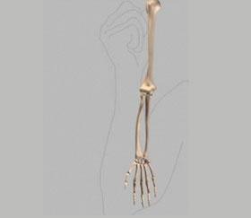 34) Extension Straightening the elbow (bringing the forearm away from the upper arm) also occurs at the ulnohumeral and