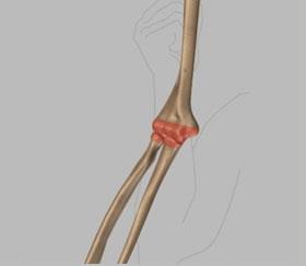 vessels, nerves, and soft tissue. Bones (Refer fig.