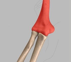 The upper arm bone or humerus connects from the shoulder to the elbow forming the top of the hinge joint. The lower arm or forearm consists of two bones, the radius and the ulna.