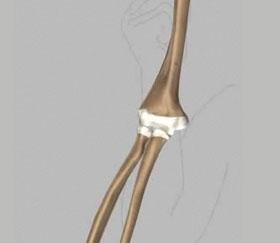 13) (Fig. 13) Tendons Tendons are soft tissues that connects muscles to bones to provide support. (Refer fig.