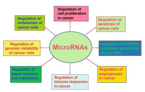 MicroRNAs (mirnas) as attractive candidate biomarkers of early pancreatic malignancy regulate cancer-related pathways. Each mirna regulates 100 s-1000 s of genes.