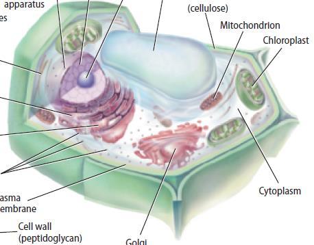 Vacuoles A vacuole is a membrane bound sac used for temporary storage.