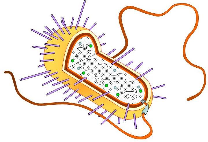 11. On the bacterium, label the following structures: a. capsule b. cell wall c. flagellum d. cell membrane e. nucleoid f. pilli g. plasmids h. ribosomes 12.