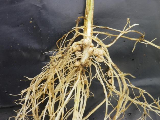 Figure 5: Presence or not of nodules on root system from 15 to 25 days after sowing From left to right: above pictures represent soybean root 15