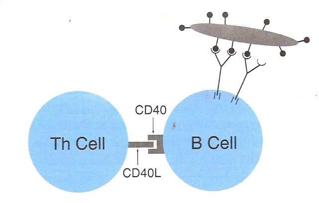 2. Stimulating signal (s) from TH cells. T cell stimuli are needed for optimal growth and differentiation of B cells (figure).