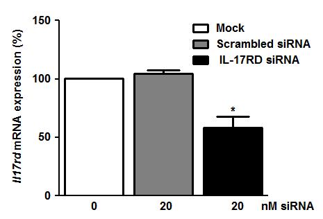 (d) Assay of NF-κB reporter activity in HEK293 TLR4 or TLR3 cells transfected with scrambled or IL-17RD-specific sirna for 48 h followed by stimulation with LPS (100 ng/ml) or poly(i:c) (25 μg/ml).