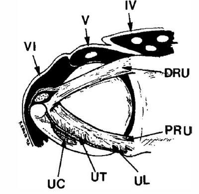 Anatomy of the TFCC ECU sheath Arises from dorsal fovea