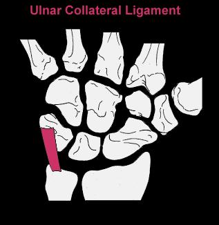 Anatomy of the TFCC Ulnar Collateral Ligament loose fibers passing from tip of