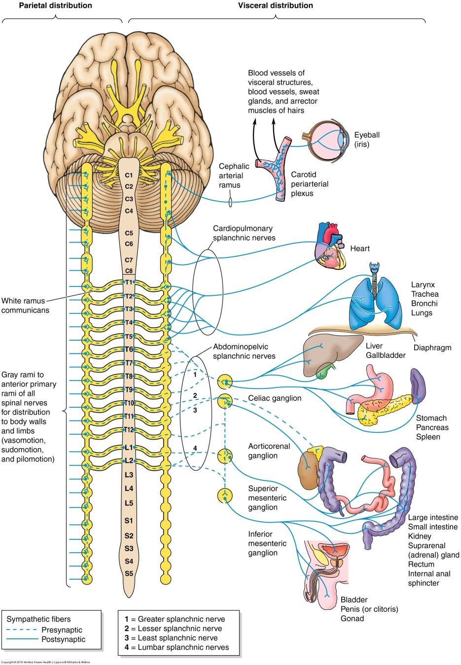 Sympathetic Nerves Some axons of the postganglionic neurons leave the trunk by