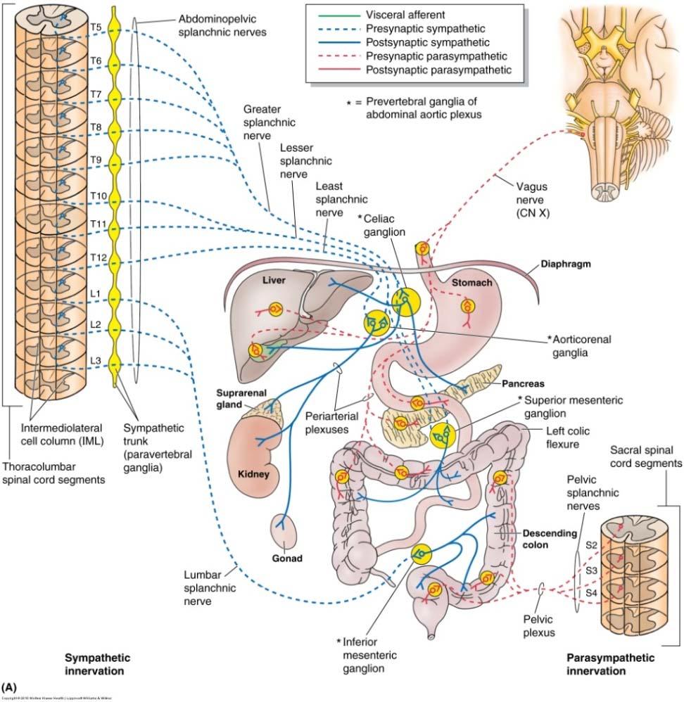 Prevertebral ganglia Celiac ganglion Aorticorenal