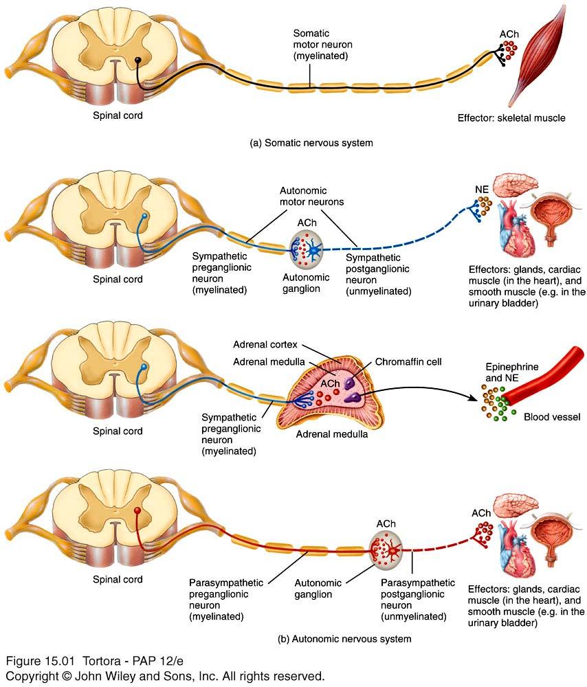 Autonomic versus Somatic NS Notice that the ANS pathway is a
