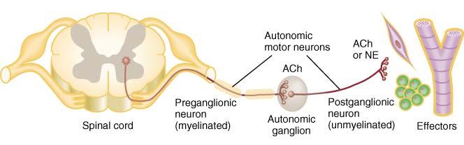 Basic Anatomy of Motor ANS Preganglionic neuron cell body in brain or spinal cord axon is myelinated type B fiber that extends to autonomic ganglion