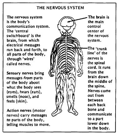 Nervous System I. Nervous system Functions A. Detect Changes in the environment (stimuli) B.