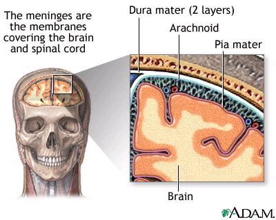 V. The Brain A. Has 3 coverings called meninges that extend down the spinal cord 1. Dura Mater - tough outer layer 2.