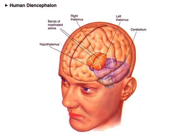 E. Diencephalon ( between brain ) - several structures including thalamus, hypothalamus, and pineal body 1. Thalamus a. Major relay station for sensory info. On the way to the cerebrum b.
