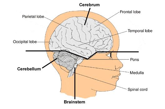 F. Cerebrum 1. Divided into several parts called lobes 2. 4 major lobes: a.