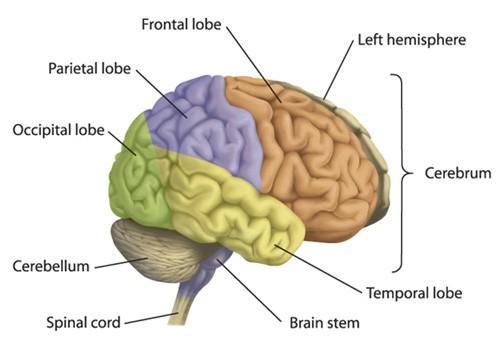 4 Main Regions of the Brain (Gross Anatomy) 4.
