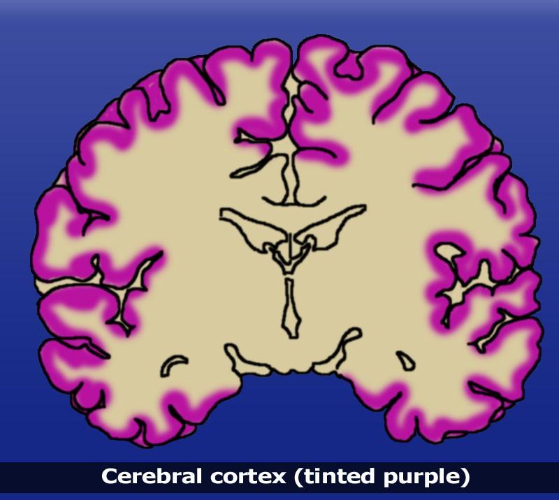 Specialized Areas of the Cerebrum Cerebral Cortex: outermost (superficial) layer of brain tissue