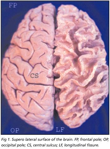 Cerebral Cortex -Top layer made up of wrinkles and fissures -Folds allow for a greater surface