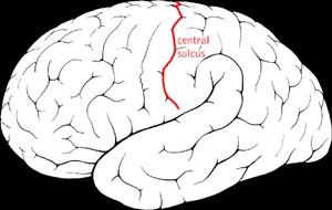 the cerebral cortex