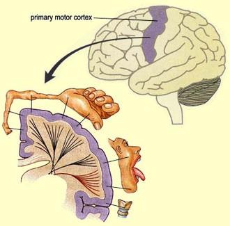 Specialized Areas of the Cerebrum Primary Motor Area: controls final