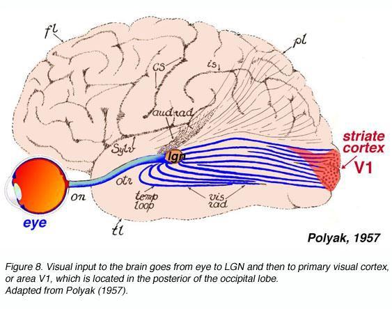 Specialized Areas of the Cerebrum Visual