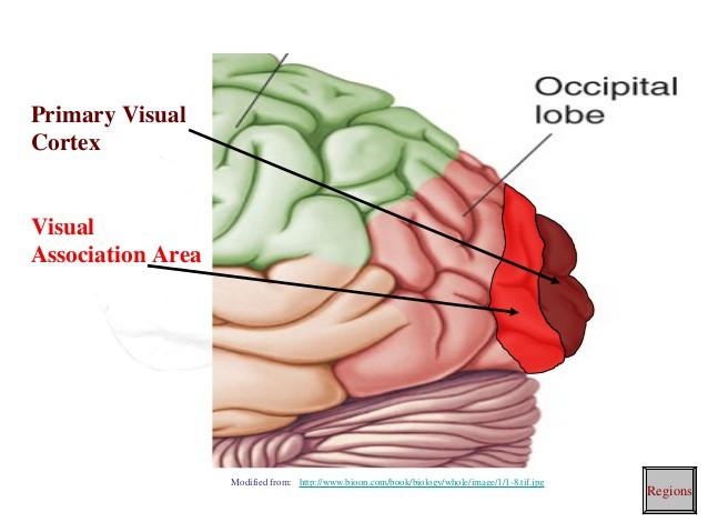 Specialized Areas of the Cerebrum Visual Association