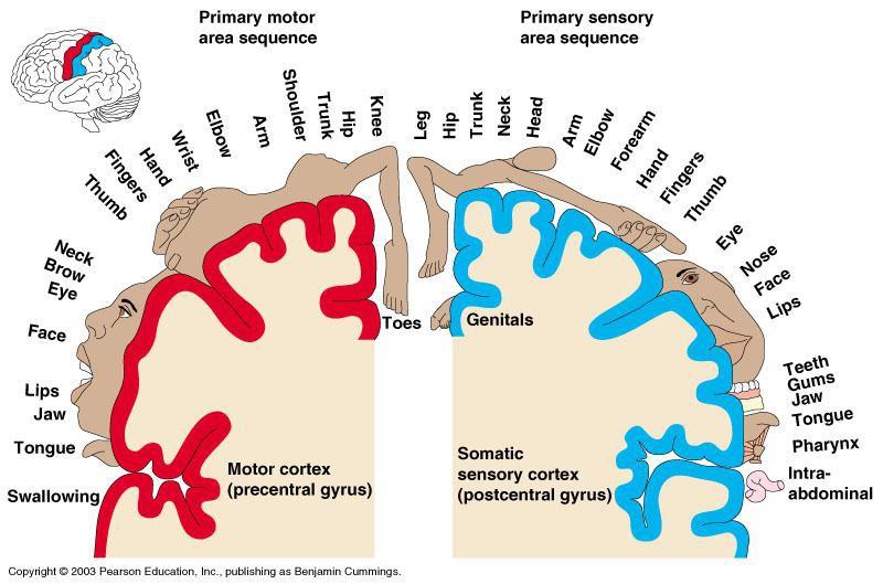 Sensory and Motor Homunculus of the Cerebral Cortex Larger amounts of gyri = more nerves going