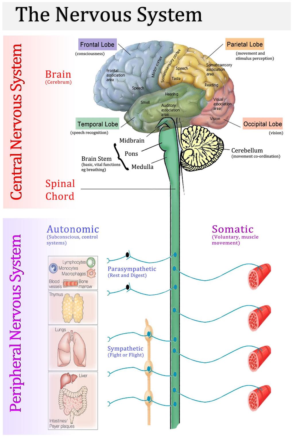 Nervous system The