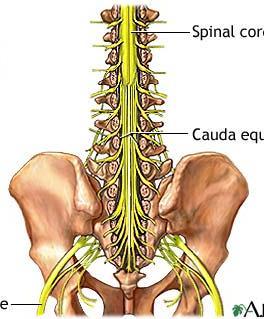 The spinal cord receives messages from the body. The spinal cord sends messages to the brain.