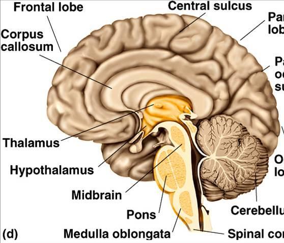 diencephalon posterior forebrain structures composed of the thalamus and