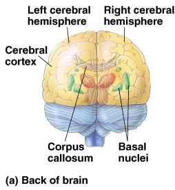 Hemisphere dominance Left hemisphere language, math, logic operations, processing of serial sequences of information, visual & auditory details detailed activities