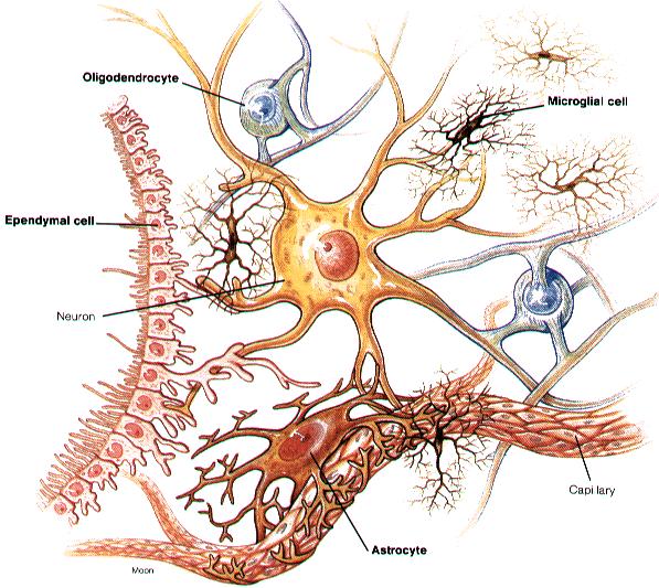 Effector cells Motor system (PNS) Take messages from brain/spinal Brain and spinal cord cord to muscles or