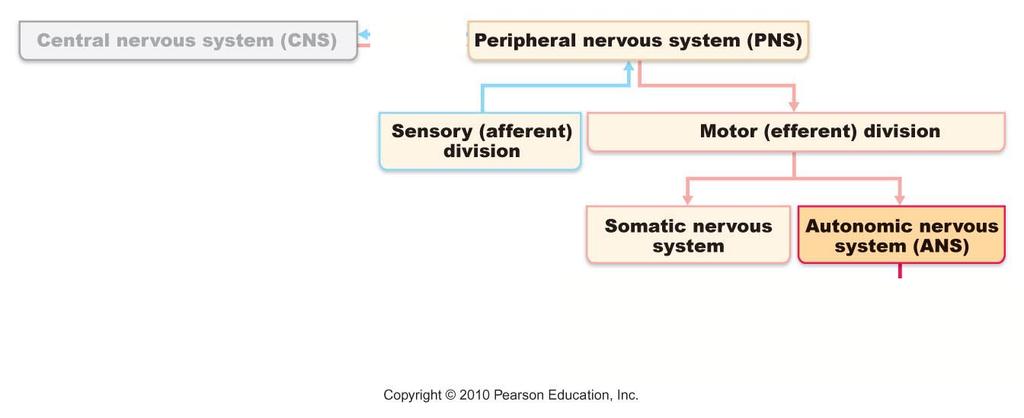 the CNS Information is integrated by inters in brain and spinal cord Response PNS: motor nerves Other nerves serve muscles and