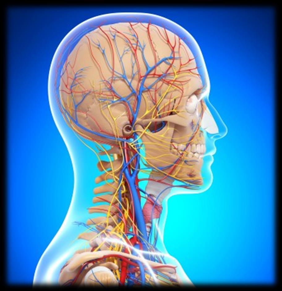 Central Nervous System 1.