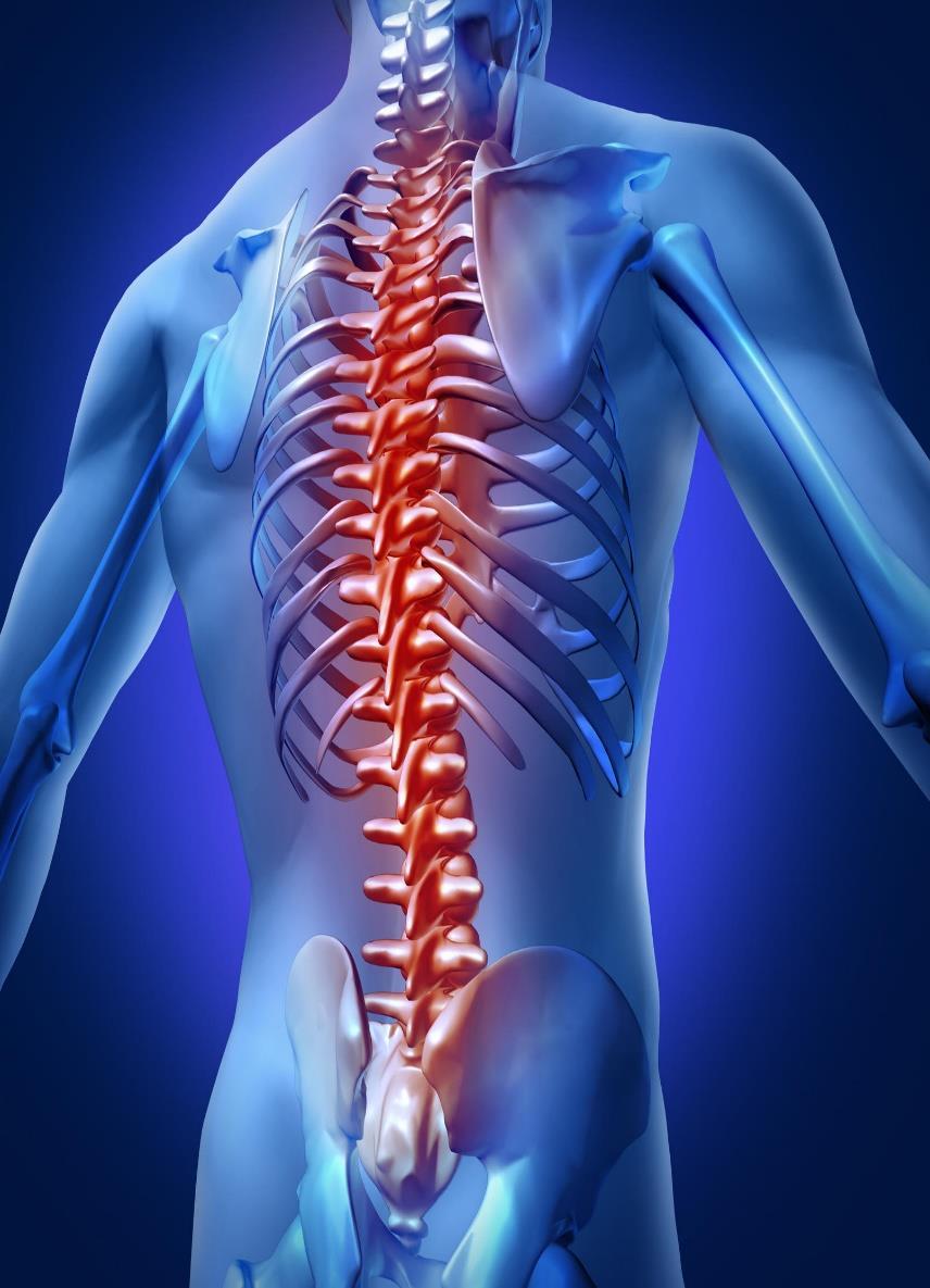 The Spinal Cord The vertebral column surrounds and protects the spinal cord The spinal cord is the link between your