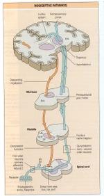 The A-deltas and the C-fibers enter the dorsal root of the spinal cord and terminate in the substantia gelatinosa.