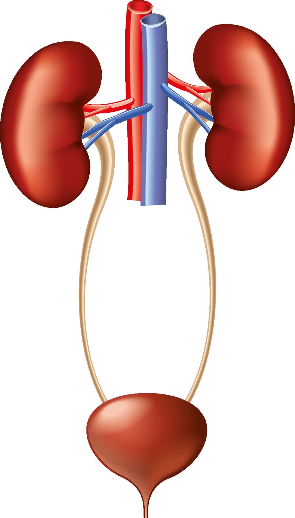 2 The Bladder The Bladder The Urinary System The urinary system consists of: Kidneys Ureters Bladder Urethra.